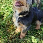 Pies do adopcji, Olsztyn, 29 października 2025