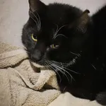 Kot do adopcji, Sosnowiec, 10 października 2025