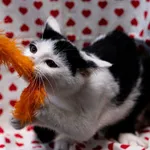 Znaleziono kota, Sosnowiec, 29 października 2025