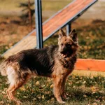 Pies do adopcji, Czartki, 19 listopada 2025