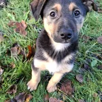 Pies do adopcji, Olsztyn, 12 listopada 2025