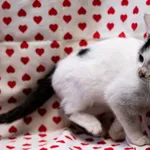 Znaleziono kota, Sosnowiec, 29 października 2025