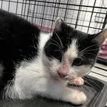 Znaleziono kota, Toruń, 15 listopada 2025