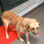 Pies odnaleziony w dniu 17.11.2025 r. przy ul. Gdańskiej.