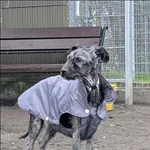 Znaleziono psa, Grudziądz, 15 listopada 2025