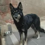 Znaleziono psa, Toruń, 15 listopada 2025