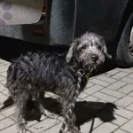 Pies przywieziony z interwencji z ulicy Gościnnej