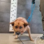 Znaleziono psa, Chełmek, 17 listopada 2025