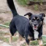 Pies do adopcji, Pabianice, 25 sierpnia 2025