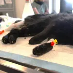 Znaleziono kota, Łódź, 20 listopada 2025