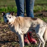 Pies do adopcji, Racławice, 15 listopada 2025