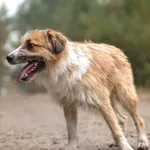 Pies do adopcji, Nowodwór, 20 listopada 2025