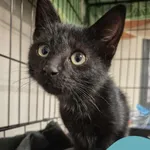 Znaleziono kota, Gdynia, 1 listopada 2025