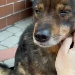 Pies do adopcji, Głowno, 20 listopada 2025