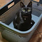 Zaginął kot, Łódź, 19 listopada 2025