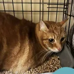 Znaleziono kota, Gdynia, 7 listopada 2025