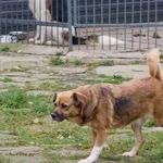 Pies do adopcji, Pabianice, 25 sierpnia 2025