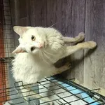 Kot do adopcji, Choszczno, 13 października 2025