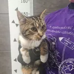 Znaleziono kota, Chełmek, 20 listopada 2025