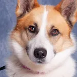 KALI/PROCES ADOPCYJNY/