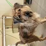 Pies do adopcji, Choszczno, 4 listopada 2025