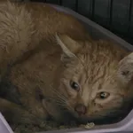 Znaleziono kota, Czartki, 21 listopada 2025