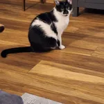 Zaginął kot, Jastrzębie-Zdrój, 21 listopada 2025