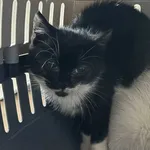 Znaleziono kota, Lublin, 19 listopada 2025