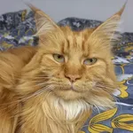 Zaginął kot, Zagłoba, 21 listopada 2025