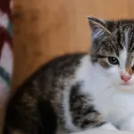 Kot do adopcji, Piła, 31 października 2025