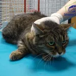 Kot do adopcji, Szczecin, 20 listopada 2025