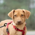 Pies do adopcji, Nowodwór, 20 listopada 2025