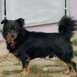 Pies do adopcji, Pabianice, 25 września 2025