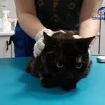 Kot do adopcji, Szczecin, 20 listopada 2025