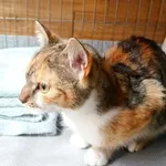 Kot do adopcji, Racibórz, 20 listopada 2025