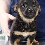 Znaleziono psa, Łódź, 20 listopada 2025