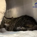 Kot do adopcji, Szczecin, 20 listopada 2025