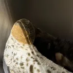 Kot do adopcji, Szczecin, 20 listopada 2025