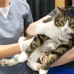 Kot do adopcji, Szczecin, 20 listopada 2025