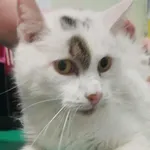 Znaleziono kota, Bydgoszcz, 12 listopada 2025