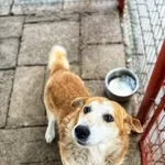 Oddam psa, Olsztyn, 22 listopada 2025