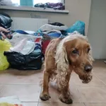 Znaleziono psa, Sosnowiec, 20 listopada 2025