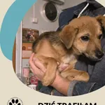 Znaleziono psa, Dąbrówka, 15 listopada 2025