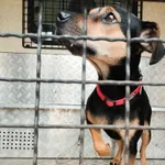 Znaleziono psa, Sosnowiec, 13 listopada 2025