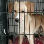 Znaleziono psa, Sosnowiec, 6 listopada 2025