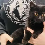 Znaleziono kota, Toruń, 21 listopada 2025