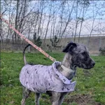 Znaleziono psa, Grudziądz, 15 listopada 2025