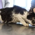 Znaleziono kota, Łódź, 21 listopada 2025