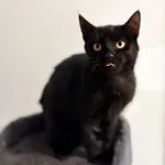 Oddam kota, Olsztyn, 22 listopada 2025