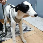 Znaleziono psa, Sosnowiec, 19 listopada 2025